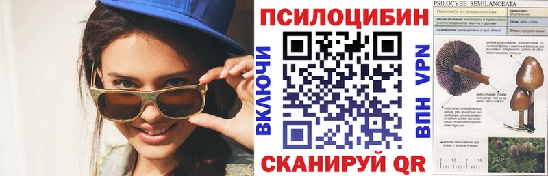 Купить  Тында  Псилоцибиновые грибы Psilocybe 